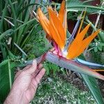 Strelitzia reginaeΛουλούδι