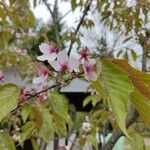 Prunus sargentii Flower