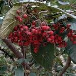 Cotoneaster coriaceus Fruto