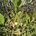 Psidium cattleianum Fruit