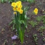 Narcissus jonquilla Alkat (teljes növény)