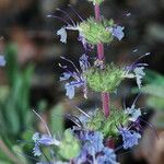 Salvia sonomensis 整株植物