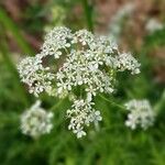 Anthriscus sylvestris 花