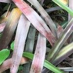 Guzmania plumieri Blad