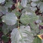 Rubus macrophyllus Blad