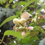 Symphoricarpos rotundifolius Fruto