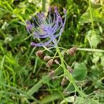 Muscari comosum Leaf