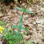 Hypericum australe Leaf