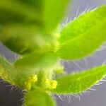 Cruciata pedemontana Yaprak