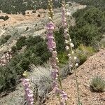 Penstemon palmeri Flor