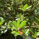 Quercus phillyreoides Folha
