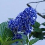 Ceanothus arboreus Flor