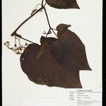 Solanum fallax Other
