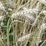 Triticum turgidumFlower