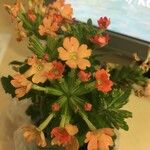 Glandularia peruviana Квітка