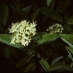 Viburnum ellipticum Fiore