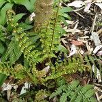 Dryopteris crassirhizoma Leaf