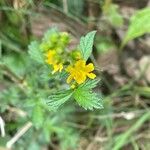 Agrimonia eupatoria 葉