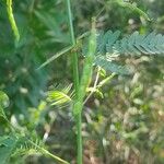 Aeschynomene indica 葉