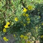 Potentilla argenteaപുഷ്പം