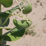 Calotropis procera Fruto