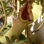 Nepenthes truncata Outro