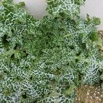 Silybum marianum List