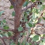 Pyrus bourgaeana 樹皮