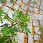 Artemisia vulgarisDeilen