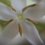 Ixora finlaysoniana Blüte