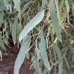 Eucalyptus sideroxylon Blatt