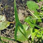 Sagittaria sagittifolia Folla