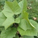 Catalpa bignonioides Лист