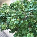 Gossypium herbaceum Mosusu