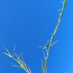 Cynodon dactylon Leaf