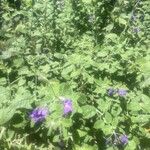 Solanum umbelliferum Hoja