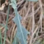 Launaea nudicaulis Folha