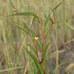 Ludwigia erecta Other