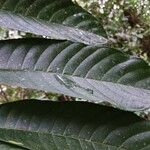 Perebea guianensis Hoja