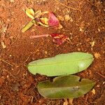 Afzelia bipindensis Folha
