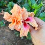 Hibiscus spp. Λουλούδι