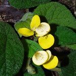 Begonia lacunosa Flower