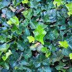 Hedera hibernica Levél