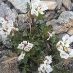 Cardamine resedifolia Floare