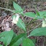 Symphytum tuberosum Blüte