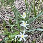 Leucocrinum montanum Flower