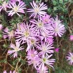 Drosanthemum floribundumBlodyn