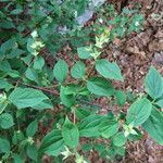 Philadelphus inodorus Blad