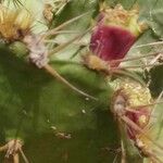 Opuntia aciculata Folio