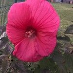 Hibiscus moscheutos Flor